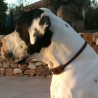 King-Doguen de Obiscos